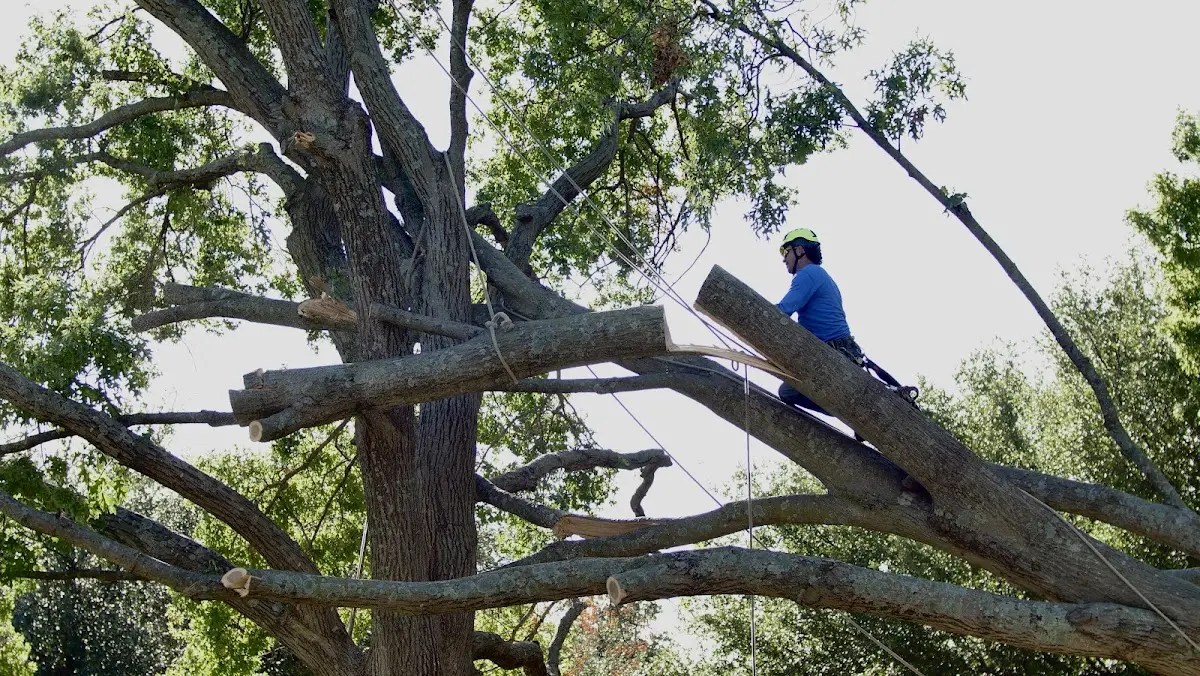 Professional Hazardous Tree Removal performed by certified arborists in West Falmouth