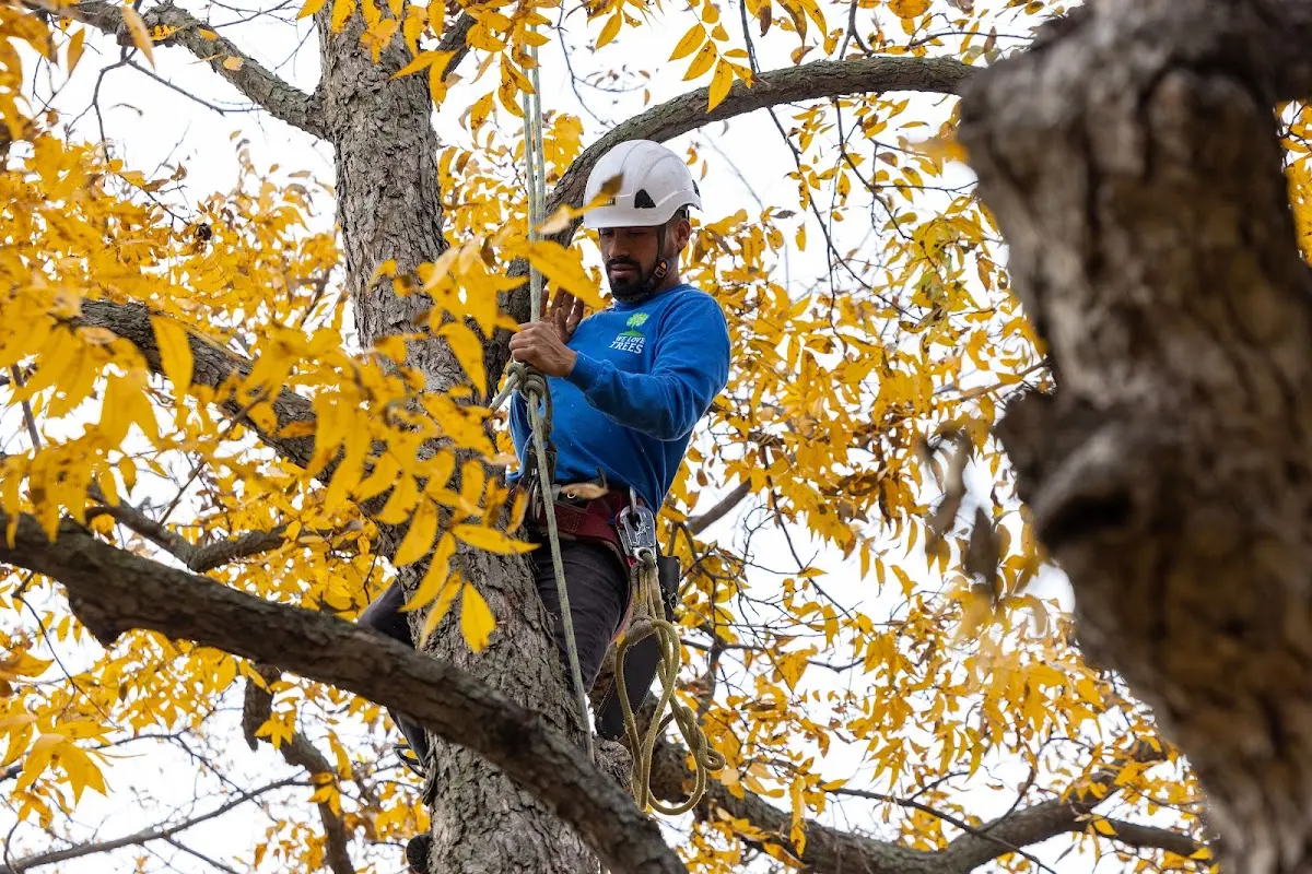 Skilled Tree Disease Treatment crew working in West Falmouth